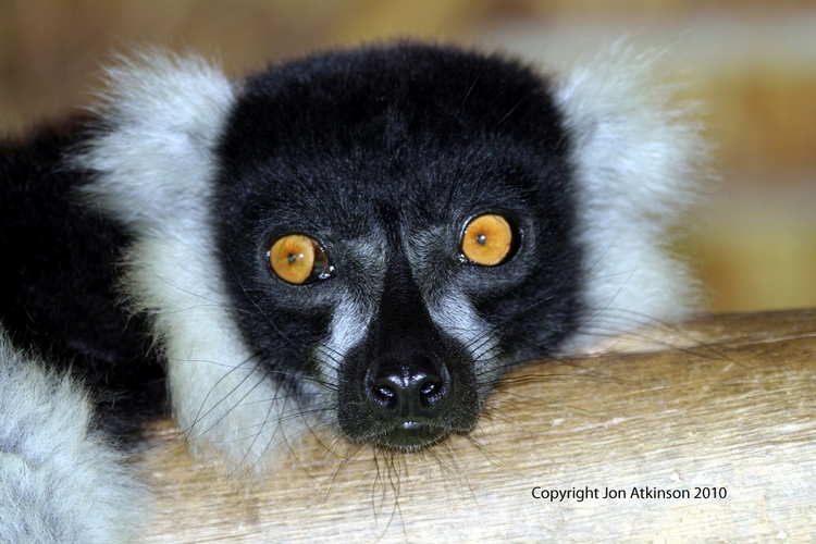 Black-And-White Ruffed Lemur